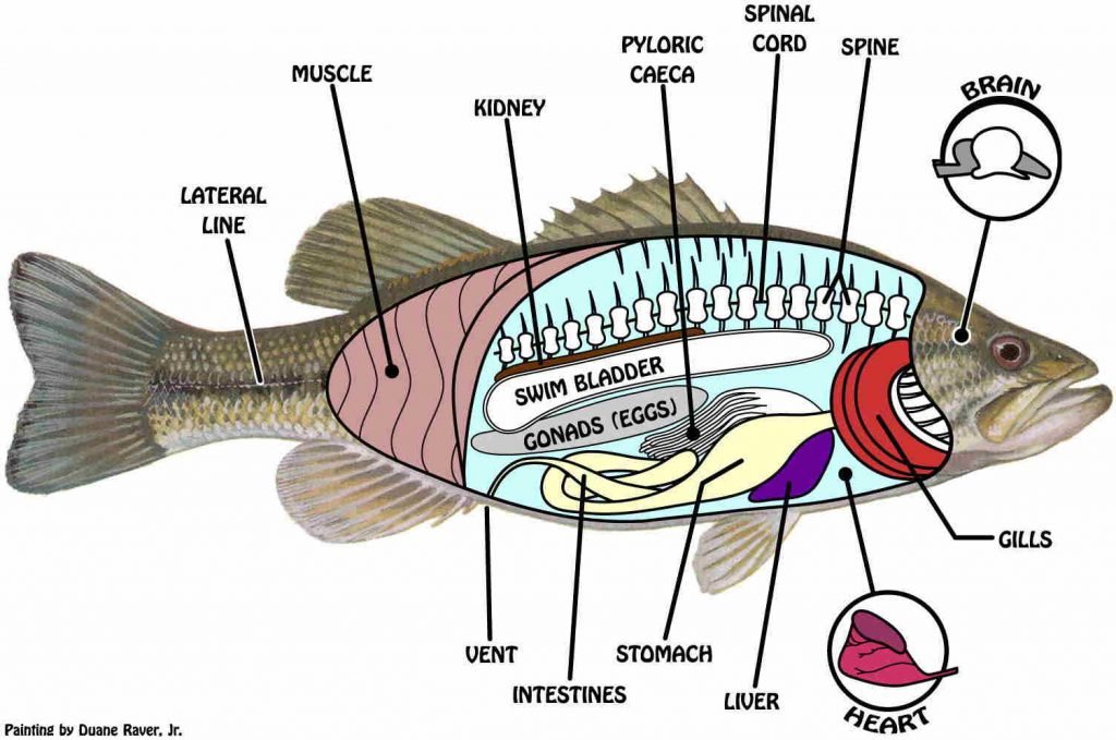 Penjelasan Lengkap Klasifikasi Dan Morfologi Ikan Lele