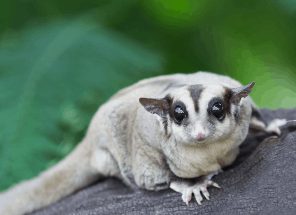 Sugar Glider Jenis Makanan Harga Dan Cara Merawatnya