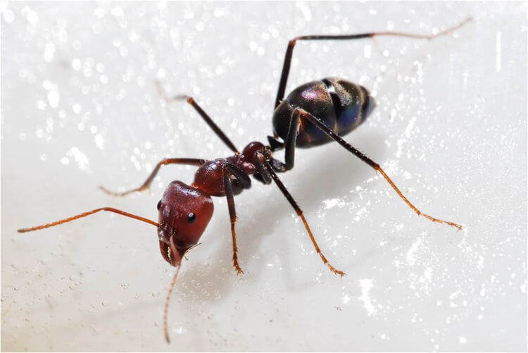 Cara Mengusir Semut secara alami