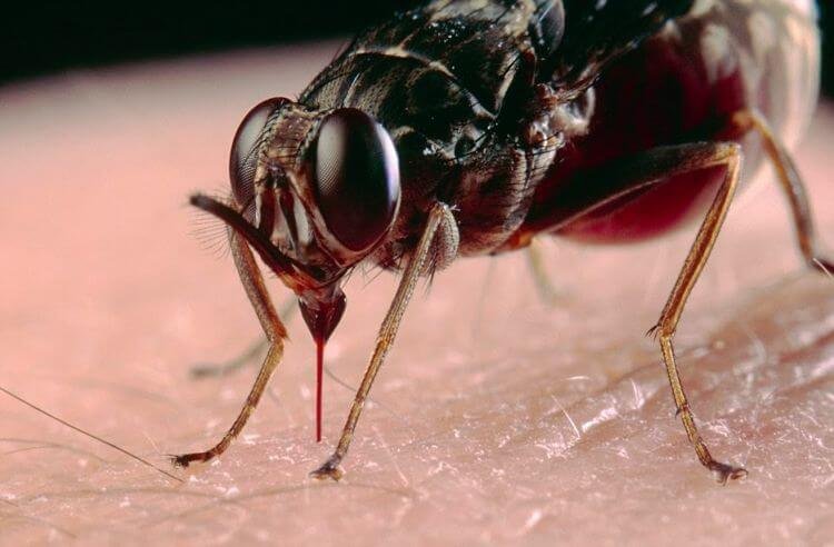 cara mengusir lalat secara alami