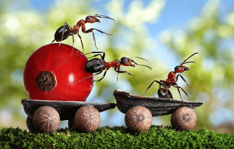 cara mengusir semut rangrang