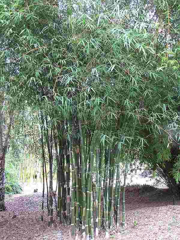 Bambusa tulda