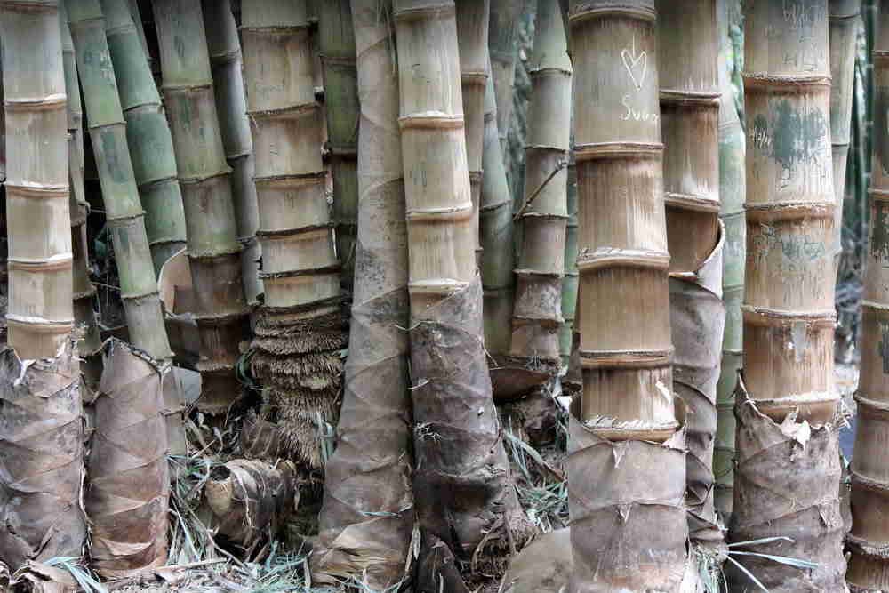 jenis bambu dan fungsinya