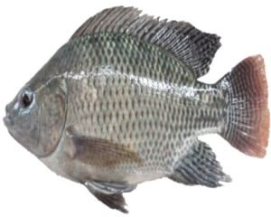Morfologi Ikan