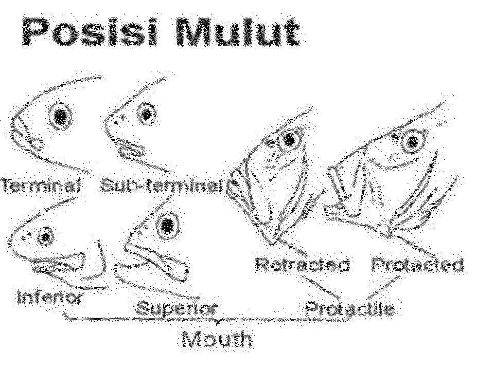 bentuk mulut ikan