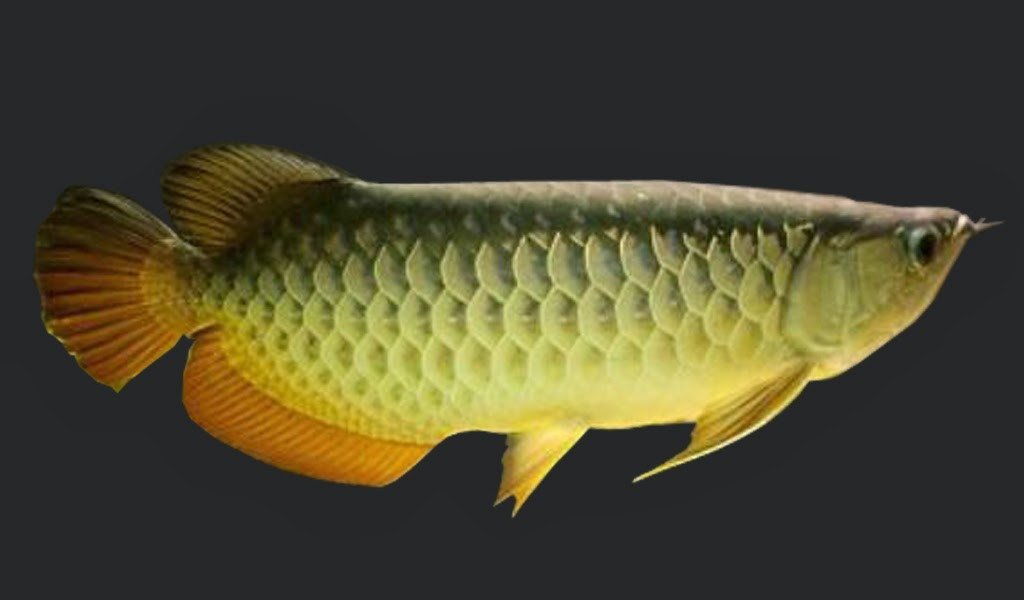 jenis ikan arwana golden