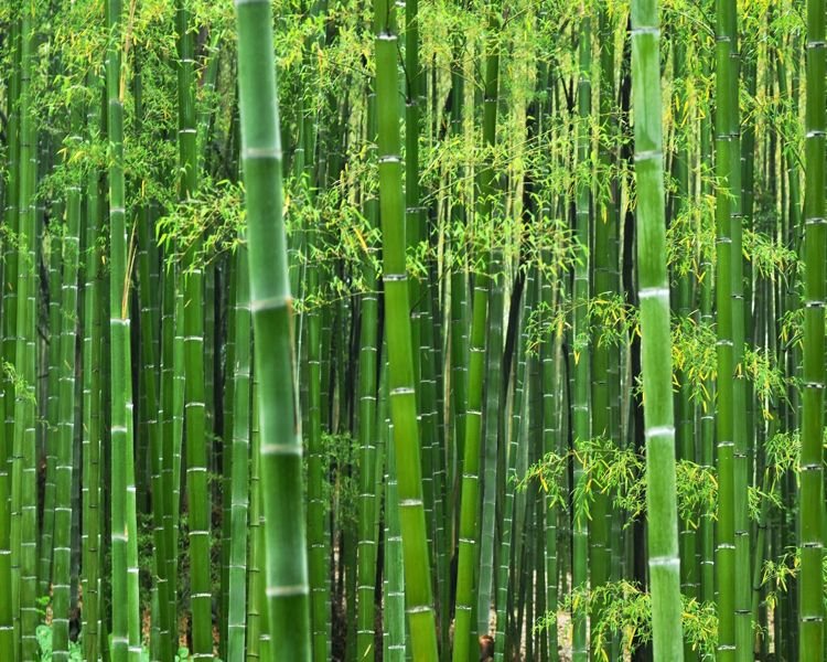 jenis jenis bambu
