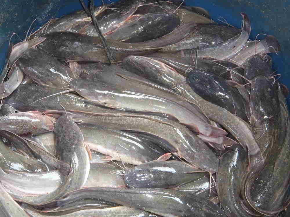 Jenis ikan lele di Indonesia