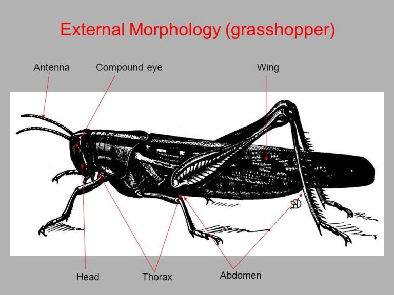 Morfologi Belalang Lengkap Dan Jenis-jenisnya + Gambar