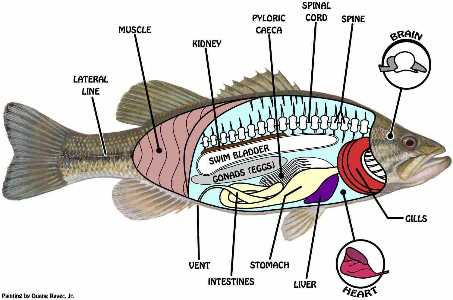 morfologi internal ikan lele