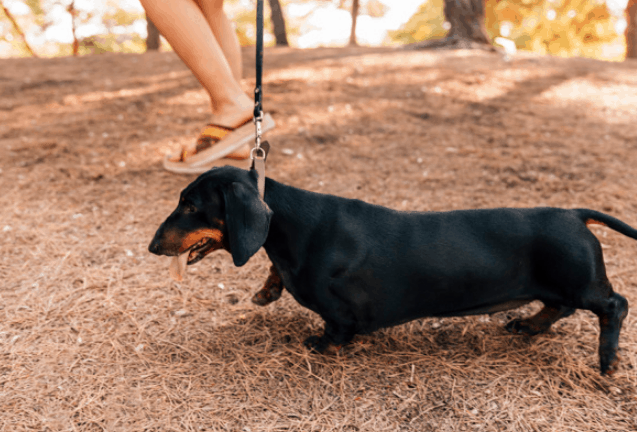 Jenis Anjing yang Asyik Diajak Traveling