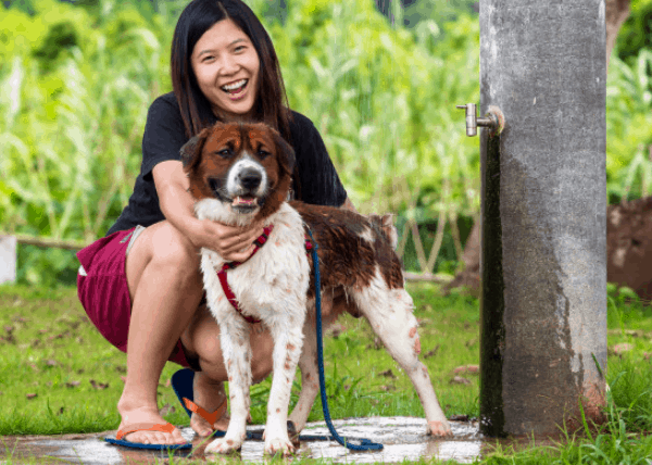 alasan memelihara anjing