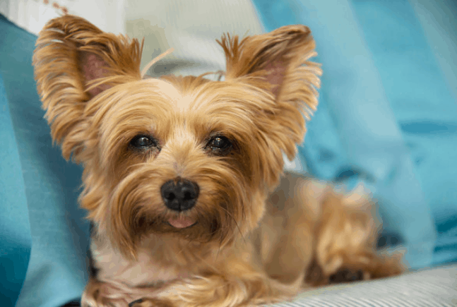 anjing Yorkshire Terrier
