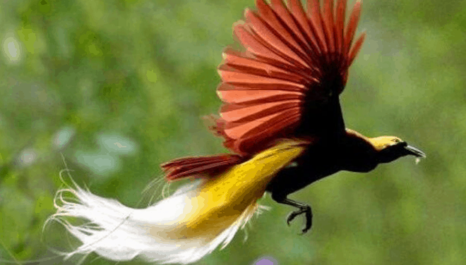 burung cendrawasih berasal dari
