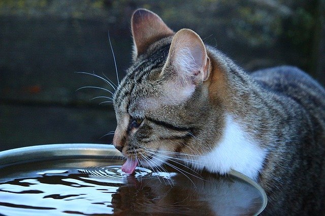 Jenis Minuman untuk Kucing Kampung