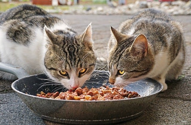 Jenis Makanan Kucing Kampung