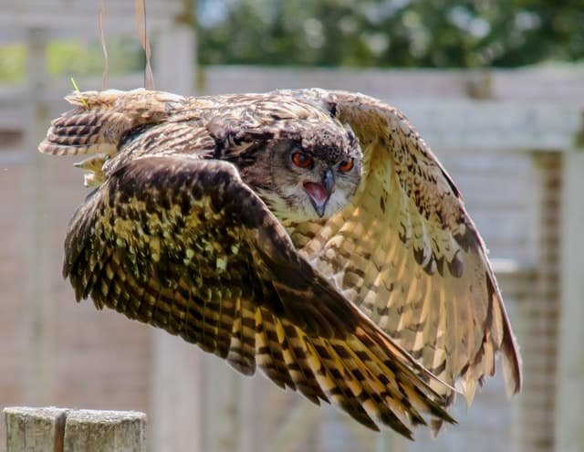 makanan burung hantu