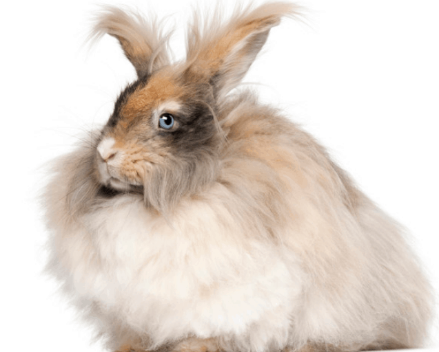 Apa Itu Kelinci Anggora