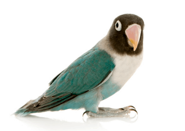 Lovebird Slaty