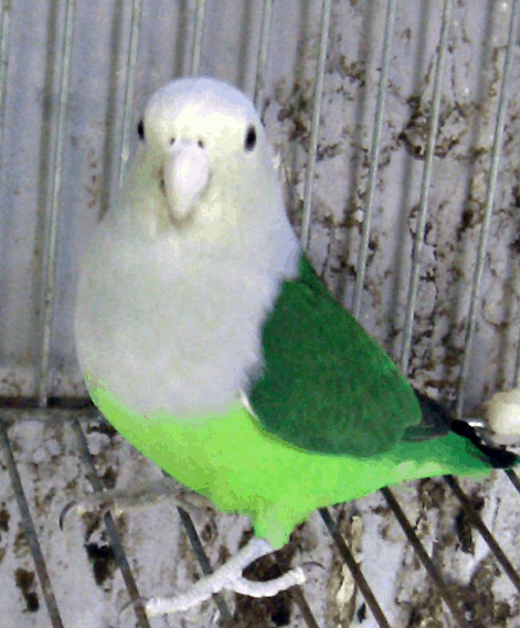 jenis burung lovebird