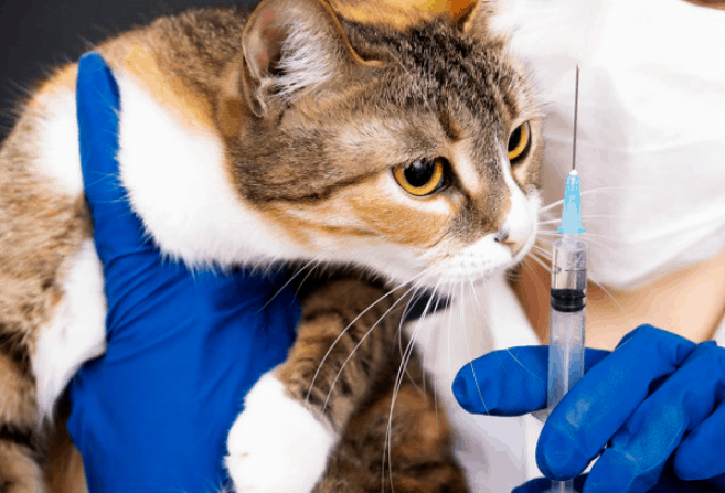 Vaksin Kucing Berdasarkan Usianya