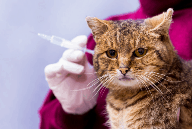 Jenis Vaksin Kucing