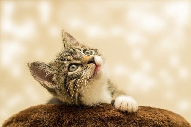 Usia Kucing Liar dan Kucing Rumahan