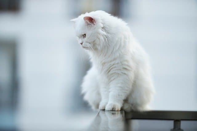cara mengetahui umur kucing