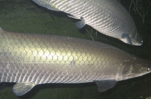 ikan arapaima