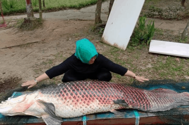 harga ikan arapaima