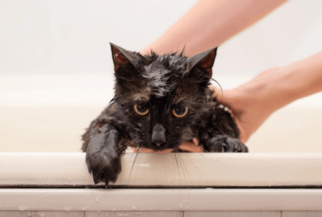 tips Memandikan Kucing Dengan Benar