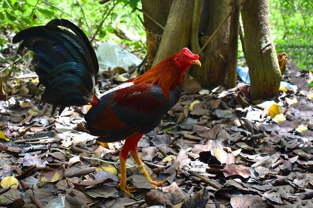 Ciri-Ciri Ayam Birma