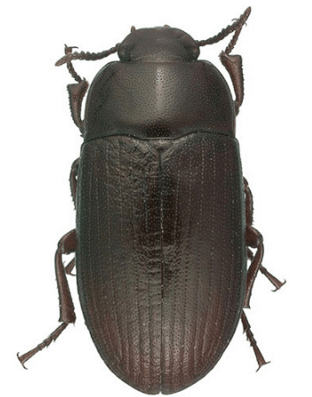 sejarah ulat kandang