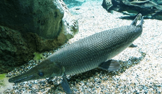 makanan ikan alogator