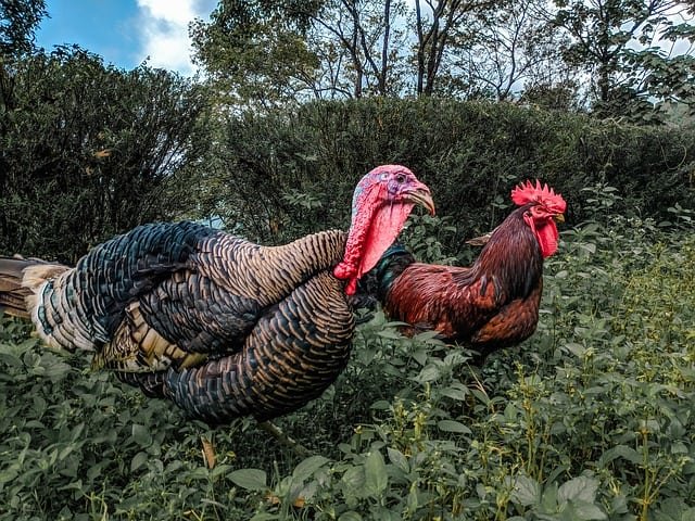 Ayam Kalkun Betina
