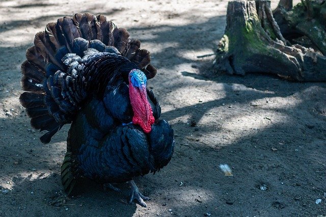 Jenis Ayam Kalkun di Indonesia