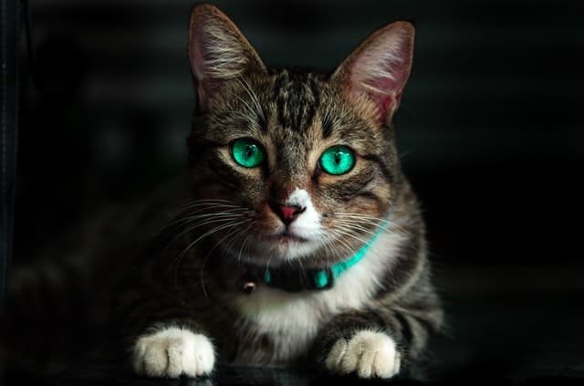 penyebab kucing tidak mau makan