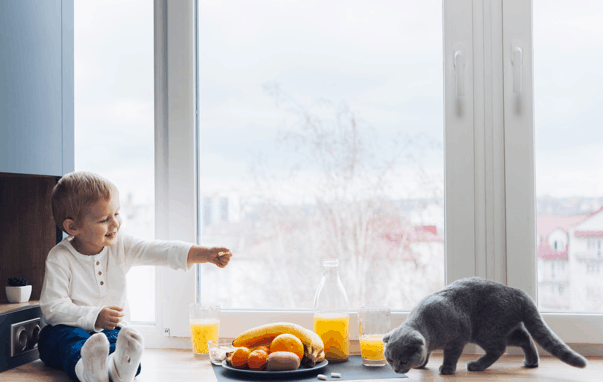 Cara Membuat Kucing Mau Makan