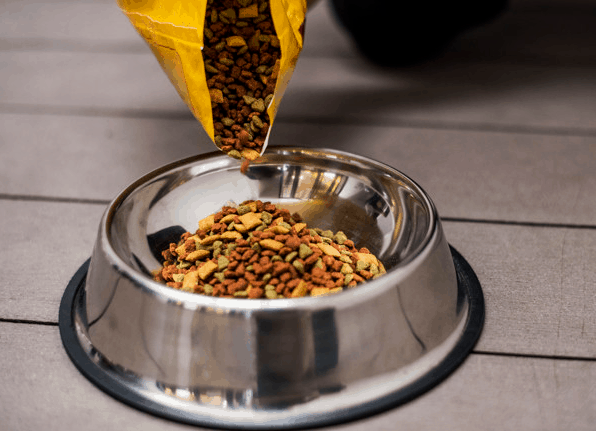 makanan kucing agar mau makan