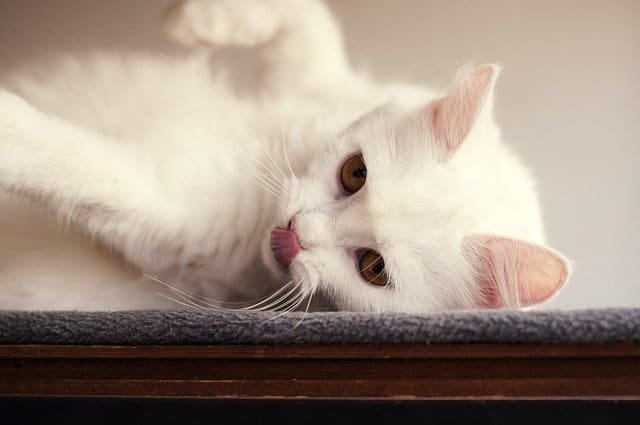 anak kucing anggora