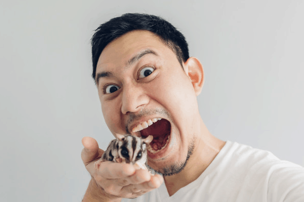 cara merawat sugar glider
