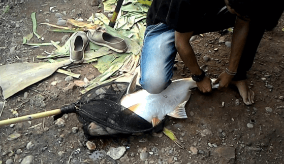 racikan umpan ikan patin