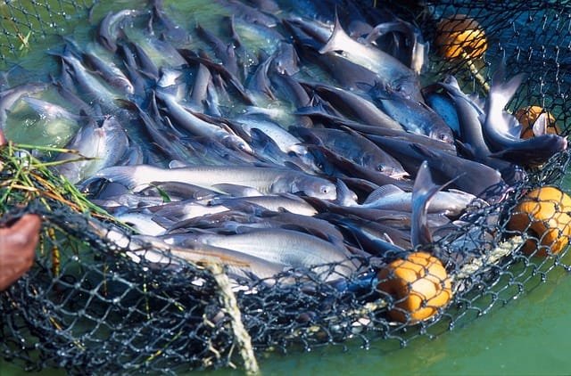 makanan ikan patin