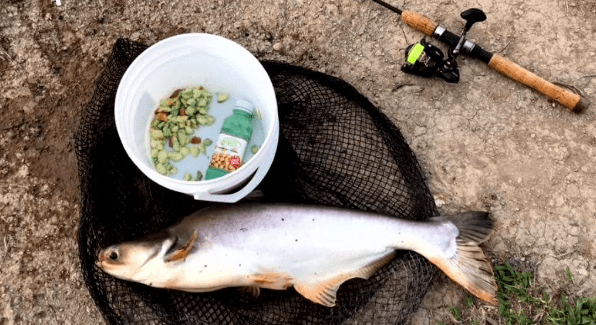 Umpan Ikan Patin Kolam Keruh
