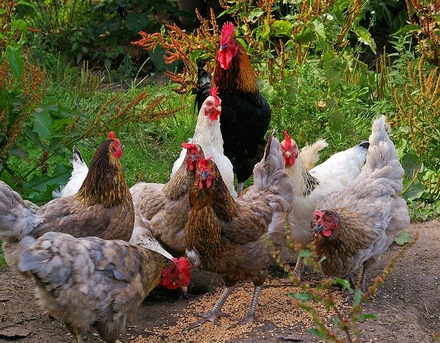 harga pakan ayam petelur