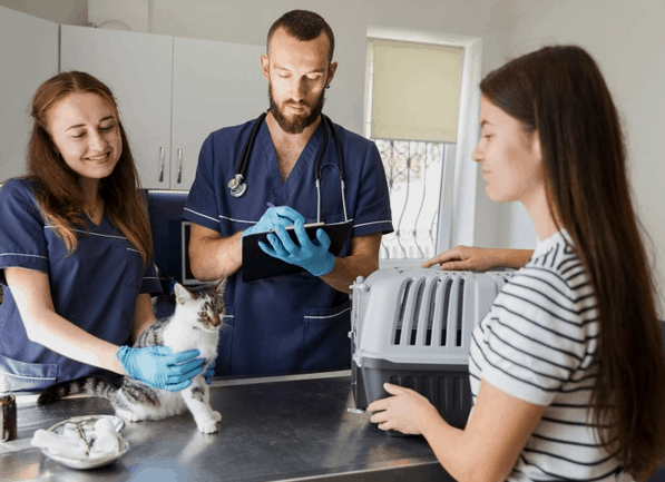 Cara Mengatasi Scabies Kucing