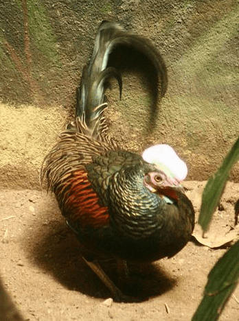 Persiapan Budidaya Ayam Hutan Hijau