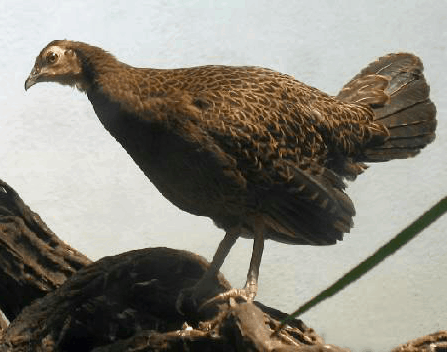 Ayam Jenis Hutan Hijau