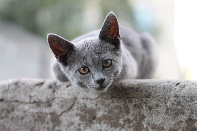 kucing british shorthair
