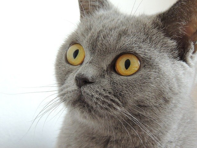 harga kucing british shorthair